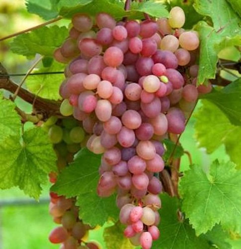Weinrebe piroschka 100cm - weinrebe, 80-100cm