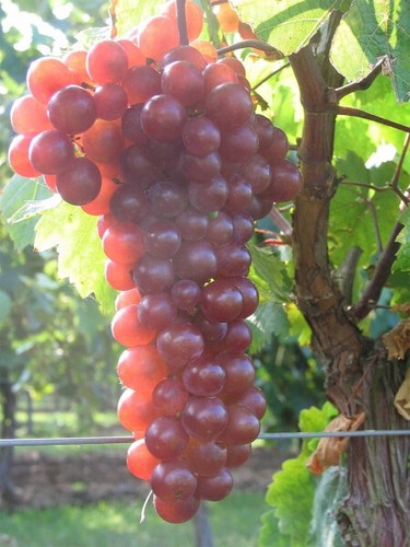 Vitis vinifera piroschka rote - vinifera,